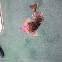 田ノ浦にイワシの大群襲来