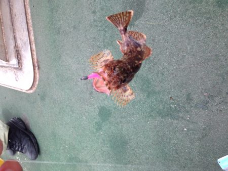 田ノ浦にイワシの大群襲来