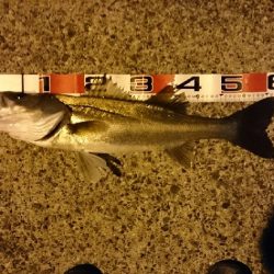 マイクロベイトパターン？バチパターン？