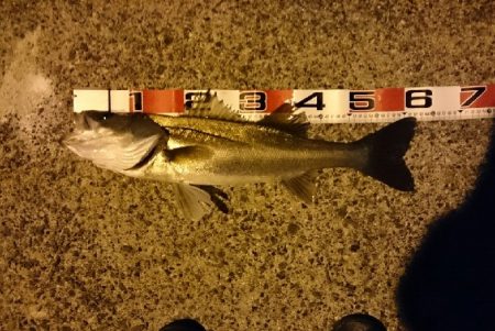 マイクロベイトパターン？バチパターン？