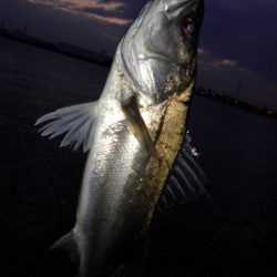 アフターシーバス