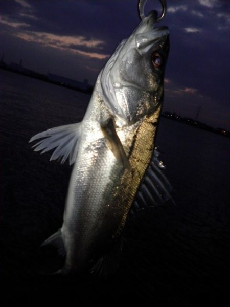 アフターシーバス