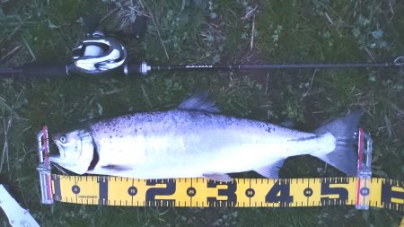 サクラマスを初キャッチ