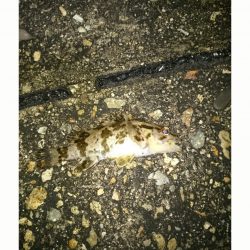 短時間メバリング釣行