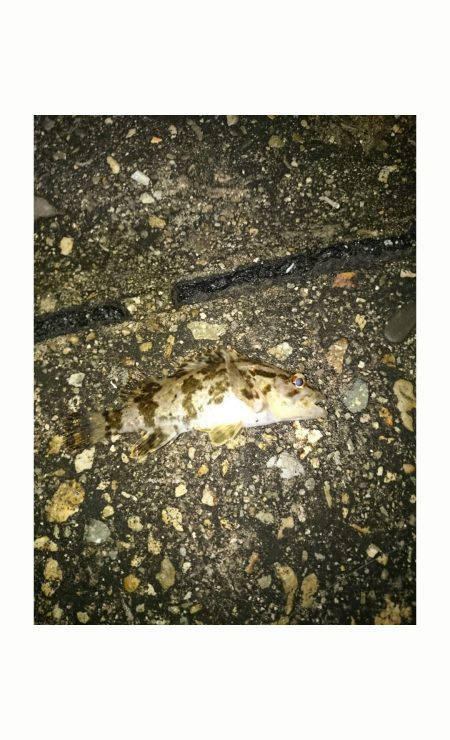 短時間メバリング釣行