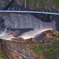 紀の川チヌ エソブッコミ仕様で52センチ