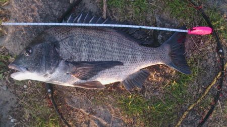 紀の川チヌ　エソブッコミ仕様で52センチ