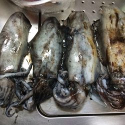 南紀でヤエン！