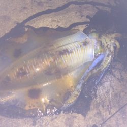 好調！！南紀ヤエン