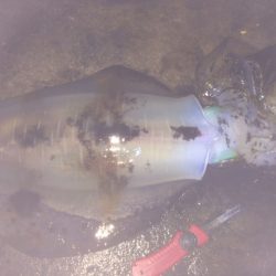 市江港　やっとこさアオリイカ今期２ｋｇアップ！