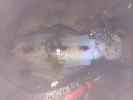 市江港　やっとこさアオリイカ今期２ｋｇアッ…