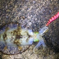 秋イカサイズ！