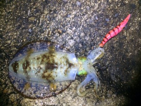 秋イカサイズ！