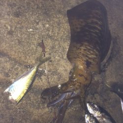 市江港　撃沈ヤエン釣行