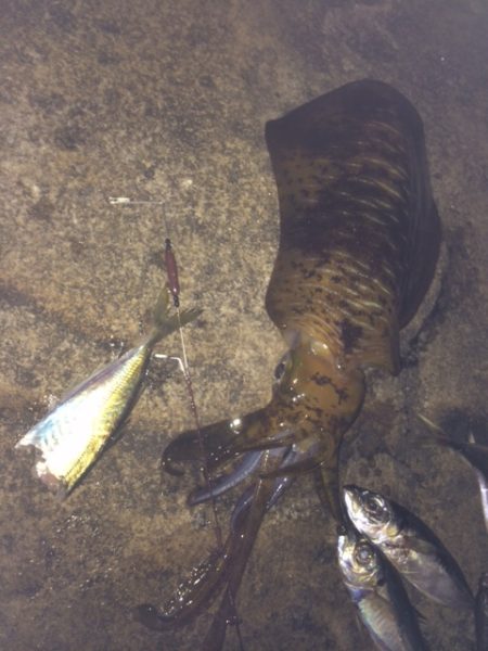 市江港　撃沈ヤエン釣行