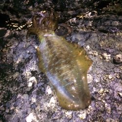 撃沈ヤエン釣行