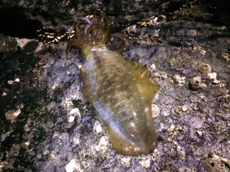 撃沈ヤエン釣行