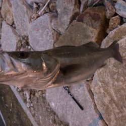 紀ノ川シーバス！