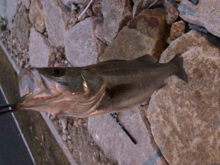 紀ノ川シーバス！