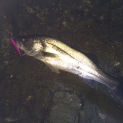 またまた紀ノ川シーバス！