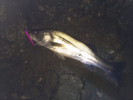 またまた紀ノ川シーバス！