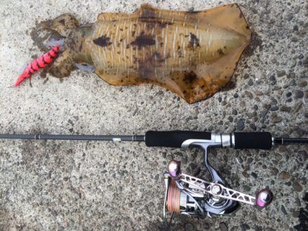 白浜周辺　デイエギング！