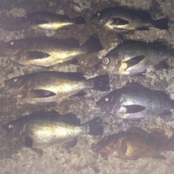 紀ノ川河口　アフターメバル