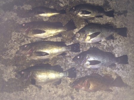 紀ノ川河口　アフターメバル