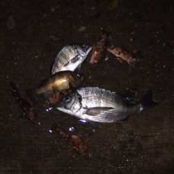 メバル、チヌ狙いで西中島に、両方釣れて満足！