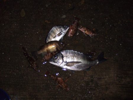 メバル、チヌ狙いで西中島に、両方釣れて満足！