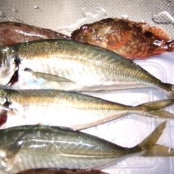 香住西港 尺アジ狙いも27㎝どまり