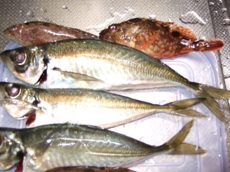 香住西港 尺アジ狙いも27㎝どまり