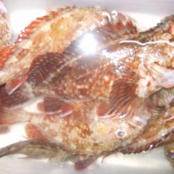 ガシラ祭りでした！