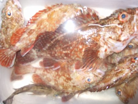 ガシラ祭りでした！