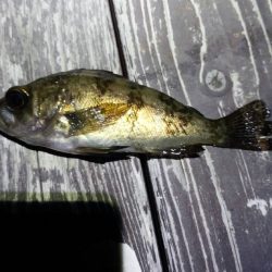 泉佐野　メバリング調査