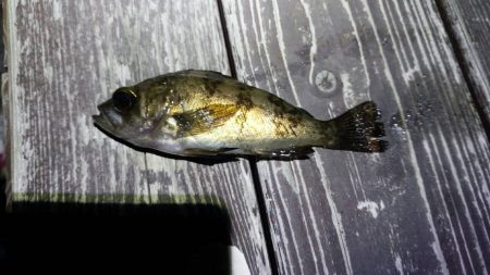 泉佐野　メバリング調査