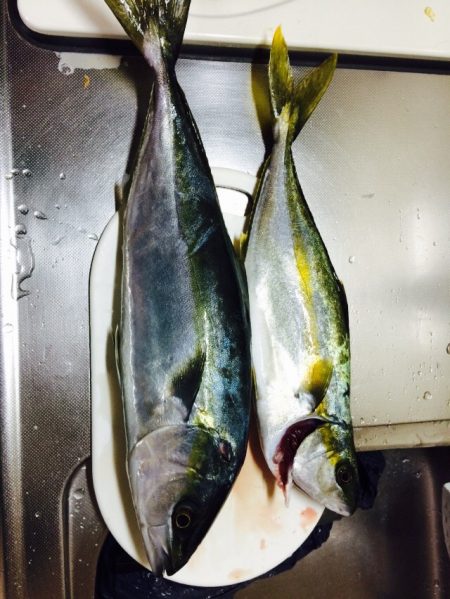 白浜周辺　ショアジギングでコマサ