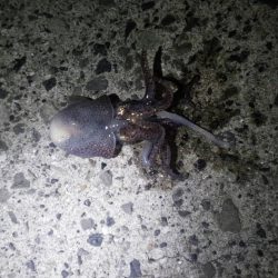 わずかな時間のメバリング