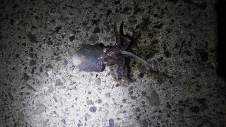 わずかな時間のメバリング