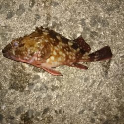 淡輪メバリング　まだまだ活性低いかな