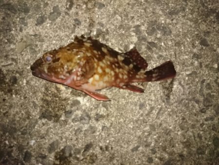 淡輪メバリング　まだまだ活性低いかな