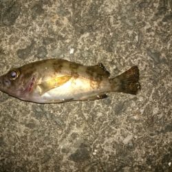 こいつは！いかん