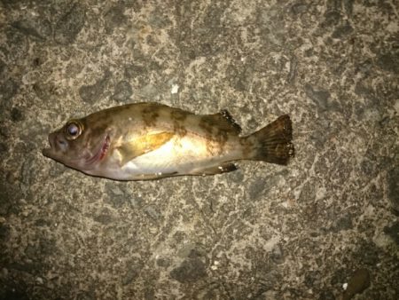 こいつは！いかん