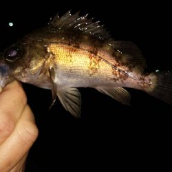 佐野漁港メバリング　久しぶりの2桁