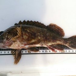 自己最長ガシラ２６ｃｍ