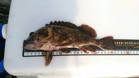 自己最長ガシラ２６ｃｍ