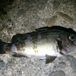 加太周辺のシャローメバリング