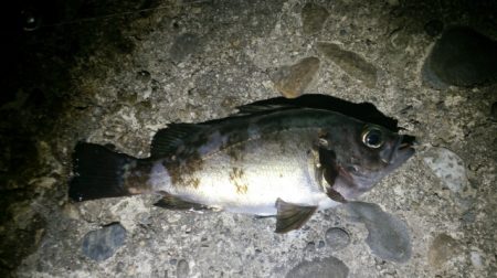 加太周辺のシャローメバリング