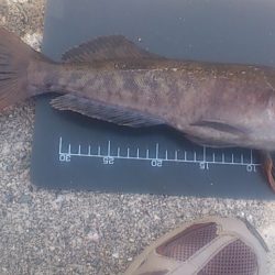 でたぞポン！　ずっしり重いアイナメちゃん♪