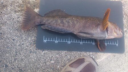 でたぞポン！　ずっしり重いアイナメちゃん♪…